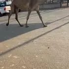 شعلا معشر كفو