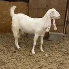 عنز للبيع