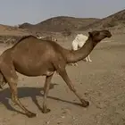 بكره صفراء حقه طفاح سناد ابوها طيب جدا اصفر وعليه انتاج طيب