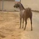 حصان شعبي