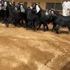 معزا عوارض