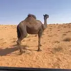 حايل قصب سمين مغلق