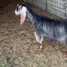 جفره ثنيه دافع