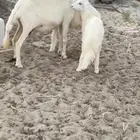 حريه متلونه