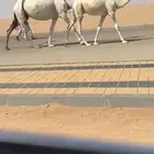 للبيع عشراء وضحاء حدرها قعود كفو جدا