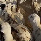 طليان سواكن اوزان عاليه من 30 وانت طالع