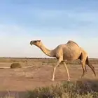 للبيع ناقه عشرا