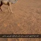 بكره لقحه