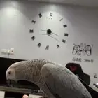 للبيع ببغاء كاسكو الليف وهدد