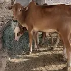 حسلان