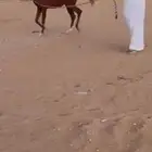 مهر واهو عمر سنه و خمس شهور شرط سلامه.