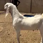 تيس فحل مطور صنف