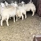 طليان ذبايح