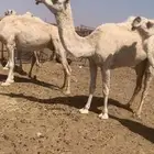 ابل لقحات وضرائب وضح للبيع