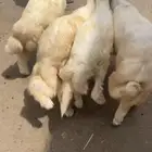 خرفان ذبايح مشروطه