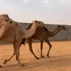 بكار