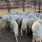 23 من البهم فل شحم