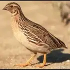 فري   مريعي
