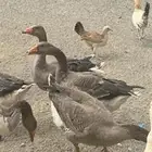 وز للبيع