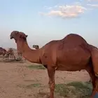 بعير جمل ساحلي(( تم البيع ))