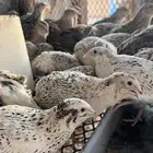 بيض سمان حي التيسير
