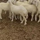 سديره
