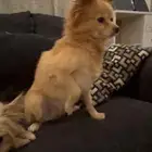 للبيع كلب بوميرينيان معه كامل عفشه ومعه كرت تطعيماته