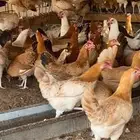دجاج بلدي بياض