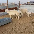 متابيع للبيع