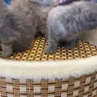 للبيع قطط سكوتش يتوفر تابي وتمارا