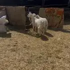 بهم حري ( تم البيع )