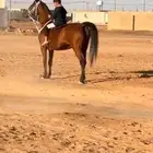فرس بولنديه للبيع