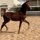 مهر واهو اشقر مذهب