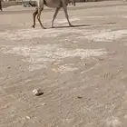 حقه