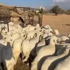 خرفان رخال ذبايح تيوس