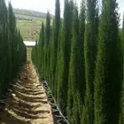 سرو إيطالي أصلي و أوروكاريا طبقات ايطالي .