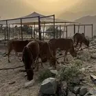 بقر للبيع