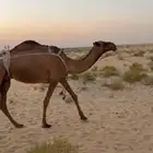 شعلا عشراء تحتها بكره للبيع