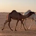 حواره صفرا كفوو باتليه