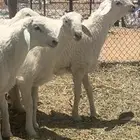 مشاريع فحول حريات صنف