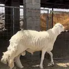 فحل حري صنف الصنف ( تم البيع )