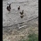 دجاج ترثه