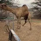 بعير مشروط شرط