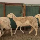 ضان حرش سرحه