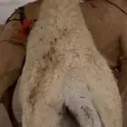 قعود