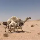 خلفه وضحا للبيع