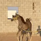 مهر واهو لم يبلغ عنه