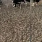 بهم تربيه 8