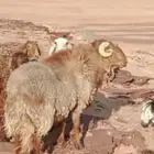 فحل نعيمي ساكني
