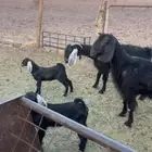 معزا مع عيالها